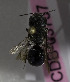  (Osmia KGZ03 - B03757A10)  @11 [ ] CreativeCommons - Attribution Non-Commercial Share-Alike (2010) Unspecified York University