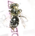  (Osmia TJK01 - B03757B06-TJK)  @11 [ ] CreativeCommons - Attribution Non-Commercial Share-Alike (2010) Unspecified York University