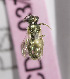  (Lasioglossum TJK03 - B03757E05-TJK)  @11 [ ] CreativeCommons - Attribution Non-Commercial Share-Alike (2010) Unspecified York University