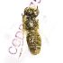  (Megachile tecta - B03757F06-KGZ)  @13 [ ] CreativeCommons - Attribution Non-Commercial Share-Alike (2010) Unspecified York University