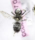  (Megachile KGZ06 - B03757G01-KGZ)  @13 [ ] CreativeCommons - Attribution Non-Commercial Share-Alike (2010) Unspecified York University