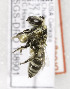  (Colletes mitchelli - B03765C08-GA)  @13 [ ] CreativeCommons - Attribution Non-Commercial Share-Alike (2010) Unspecified York University