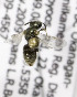  (Lasioglossum absimile - B03765F06-BC)  @12 [ ] CreativeCommons - Attribution Non-Commercial Share-Alike (2010) Unspecified York University