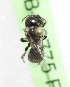  (Ashmeadiella BC01 - CCDB-03775 F04)  @11 [ ] CreativeCommons - Attribution Non-Commercial Share-Alike (2010) Unspecified York University