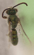  (Caenohalictus LPspRegionVII - CCDB-22790 F12)  @11 [ ] PCYU (2014) Unspecified York University