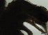  (Bythotrephes sp - BYTHO_2022_4)  @11 [ ] CreativeCommons  Attribution Non-Commercial Share-Alike (2020) Unspecified University of Bialystok