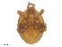  ( - BIOUG32113-A07)  @11 [ ] CreativeCommons - Attribution (2019) CBG Photography Group Centre for Biodiversity Genomics
