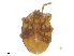  (Lobogynium - BIOUG32113-A08)  @11 [ ] CreativeCommons - Attribution (2019) CBG Photography Group Centre for Biodiversity Genomics