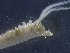  ( - 216_A_1)  @11 [ ] © Copyright Government of Canada (2017) Unspecified DFO