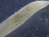  ( - 617_CB_1)  @11 [ ] © Copyright Government of Canada (2017) Unspecified DFO