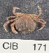  ( - CIB171)  @13 [ ] Copyright (2016) Unspecified DFO