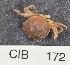  ( - CIB172)  @13 [ ] Copyright (2016) Unspecified DFO
