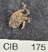  ( - CIB175)  @12 [ ] Copyright (2016) Unspecified DFO