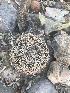  (Coryphantha cornifera - LFM036)  @11 [ ] CreativeCommons - Attribution Share-Alike (2022) Unspecified Universidad Autonoma Agraria Antonio Narro