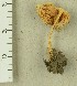  ( - TEB 596-15)  @11 [ ] CreativeCommons - Attribution Non-Commercial Share-Alike (2017) Unspecified Norwegian Institution for Nature Research