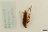  (Belostoma elongatum - ML-B-elongatum)  @11 [ ] by-nc (2024) Eliza Stein Louisiana State University