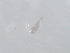  ( - BIOUG01746-G08)  @13 [ ] CreativeCommons - Attribution (2012) Rob Young Centre for Biodiversity Genomics