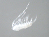  ( - BIOUG01746-H02)  @13 [ ] CreativeCommons - Attribution (2012) Rob Young Centre for Biodiversity Genomics