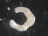  ( - BIOUG01747-C07)  @12 [ ] CreativeCommons - Attribution (2012) Rob Young Centre for Biodiversity Genomics