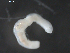  ( - BIOUG01747-C07)  @12 [ ] CreativeCommons - Attribution (2012) Rob Young Centre for Biodiversity Genomics