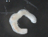  ( - BIOUG01747-C07)  @12 [ ] CreativeCommons - Attribution (2012) Rob Young Centre for Biodiversity Genomics