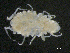 ( - BIOUG01748-H05)  @11 [ ] CreativeCommons - Attribution (2013) Rob Young Centre for Biodiversity Genomics