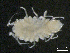  ( - BIOUG01748-H05)  @11 [ ] CreativeCommons - Attribution (2013) Rob Young Centre for Biodiversity Genomics