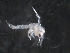  ( - BIOUG01749-B04)  @12 [ ] CreativeCommons - Attribution (2012) Rob Young Centre for Biodiversity Genomics