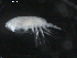  ( - BIOUG01750-C03)  @13 [ ] CreativeCommons - Attribution (2012) Rob Young Centre for Biodiversity Genomics