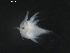  ( - BIOUG01750-D03)  @13 [ ] CreativeCommons - Attribution (2012) Rob Young Centre for Biodiversity Genomics