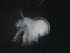  ( - BIOUG01750-E05)  @11 [ ] CreativeCommons - Attribution (2012) Rob Young Centre for Biodiversity Genomics