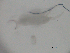  ( - BIOUG03178-B04)  @12 [ ] CreativeCommons - Attribution (2013) Rob Young Centre for Biodiversity Genomics