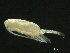  ( - BIOUG04840-A12)  @14 [ ] CreativeCommons - Attribution (2013) Rob Young Centre for Biodiversity Genomics