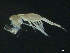  ( - BIOUG04840-C06)  @13 [ ] CreativeCommons - Attribution (2013) Rob Young Centre for Biodiversity Genomics