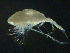  ( - BIOUG04840-C07)  @13 [ ] CreativeCommons - Attribution (2013) Rob Young Centre for Biodiversity Genomics