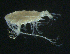  ( - BIOUG04840-C08)  @13 [ ] CreativeCommons - Attribution (2013) Rob Young Centre for Biodiversity Genomics