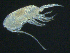  ( - BIOUG04840-E09)  @14 [ ] CreativeCommons - Attribution (2013) Rob Young Centre for Biodiversity Genomics