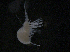  ( - BIOUG04840-H02)  @12 [ ] CreativeCommons - Attribution (2013) Rob Young Centre for Biodiversity Genomics