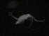  ( - BIOUG04840-H04)  @13 [ ] CreativeCommons - Attribution (2013) Rob Young Centre for Biodiversity Genomics