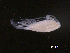  ( - BIOUG04841-D08)  @13 [ ] CreativeCommons - Attribution (2013) Rob Young Centre for Biodiversity Genomics