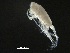  ( - BIOUG04841-D08)  @13 [ ] CreativeCommons - Attribution (2013) Rob Young Centre for Biodiversity Genomics