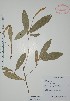  ( - Alvarez10289)  @11 [ ] Unspecified (default): All Rights Reserved  Gerardo Salazar 2010 Unspecified