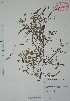  (Corchorus siliquosus - Alvarez10686)  @11 [ ] Unspecified (default): All Rights Reserved  Gerardo Salazar 2010 Unspecified