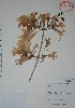  (Xylophragma - Alvarez10800)  @11 [ ] Unspecified (default): All Rights Reserved  Gerardo Salazar 2010 Unspecified