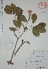  (Ceratophytum - Alvarez10829)  @11 [ ] Unspecified (default): All Rights Reserved  Gerardo Salazar 2010 Unspecified
