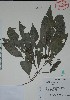  (Psychotria tenuifolia - Alvarez11625)  @11 [ ] Unspecified (default): All Rights Reserved  Gerardo Salazar 2010 Unspecified