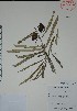  ( - Alvarez11654)  @11 [ ] Unspecified (default): All Rights Reserved  Gerardo Salazar 2010 Unspecified