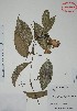 (Adenocalymma - Alvarez1263)  @11 [ ] Unspecified (default): All Rights Reserved  Gerardo Salazar 2010 Unspecified