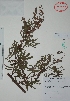  ( - Alvarez1511)  @11 [ ] Unspecified (default): All Rights Reserved  Gerardo Salazar 2010 Unspecified