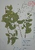 (Desmodium tortuosum - Alvarez2357)  @11 [ ] Unspecified (default): All Rights Reserved  Gerardo Salazar 2010 Unspecified